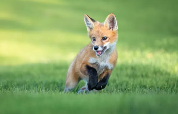Grass, pose, lawn, jump, glade, legs, running, Fox