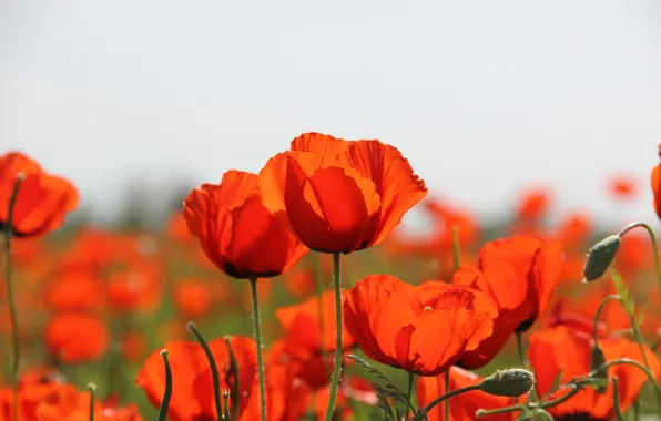 Flower, Maki, flowers red, poppy field, flowers scarlet