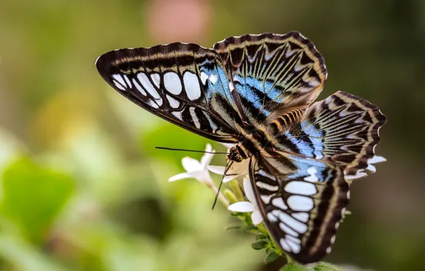 Macro, flowers, nature, pattern, butterfly, plant, insect, blue