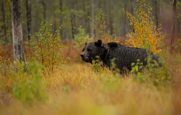 Autumn, look, nature, pose, bear, bear, face, brown