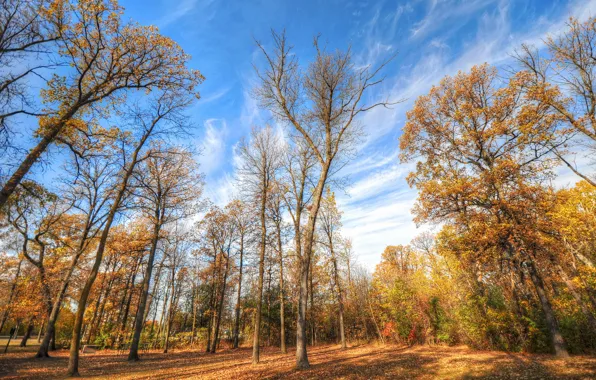 Picture autumn, forest, the sky, grass, clouds, trees, Park