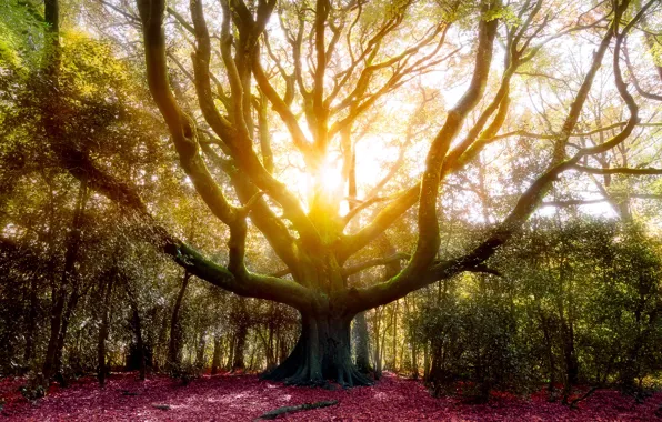 Picture autumn, forest, leaves, the sun, trees, branch, the bushes