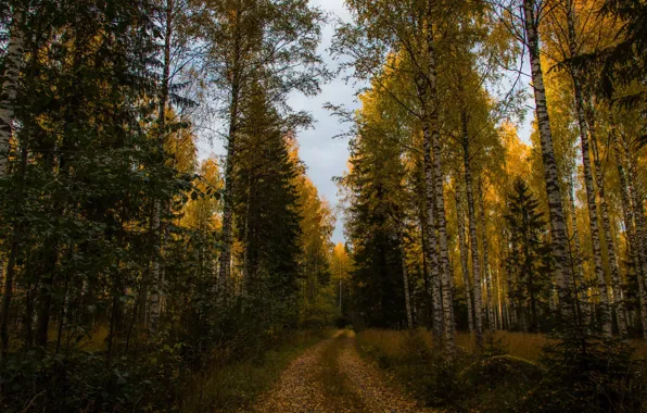 Picture road, autumn, forest, trees, yellow, ate, birch, path
