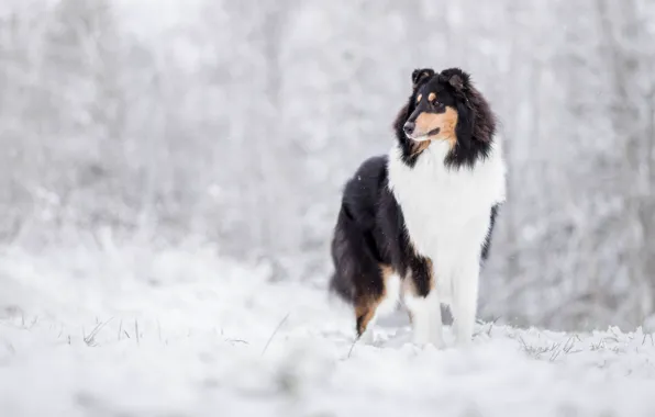Picture winter, snow, dog, Collie, Scottish shepherd