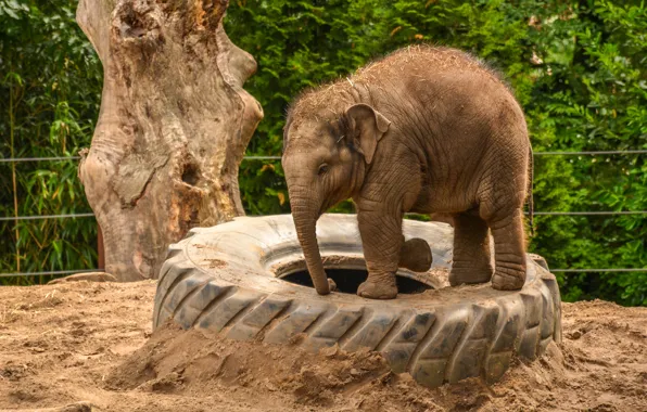 Elephant, wheel, elephant, bus