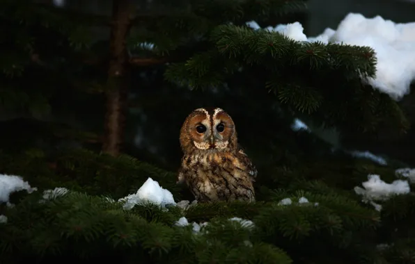 Winter, look, snow, branches, the dark background, owl, bird, spruce
