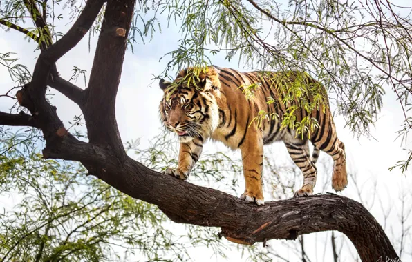 Picture tiger, tree, predator, Sumatran