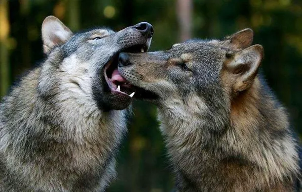 Wallpaper nature, predator, animal, wolf, wolves, wildlife, Canis lupus ...