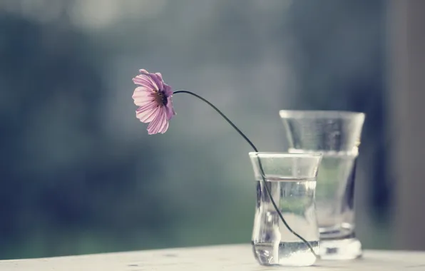 Flower, background, vase