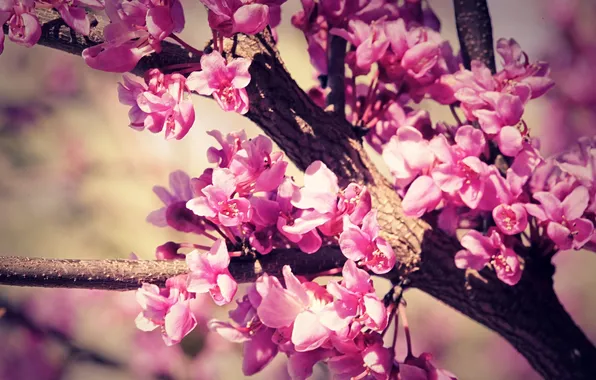 Picture flowers, branches, nature, tree, branch, petals, buds, flowering