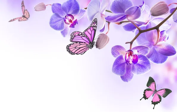 Butterfly, flowers, Orchid, flowers, orchid, spring, purple, butterflies