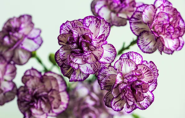 Macro, bouquet, clove