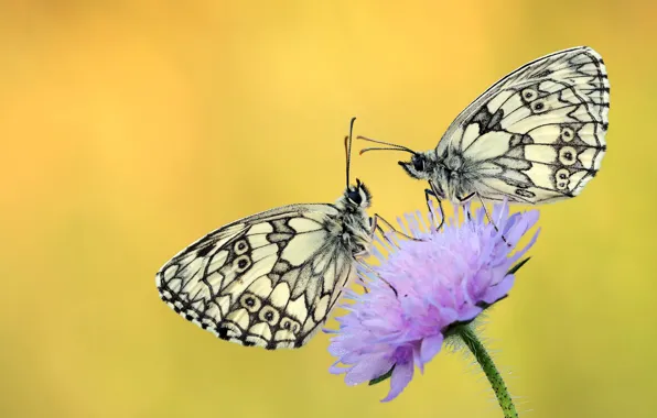 Flower, drops, butterfly, Rosa, background, two