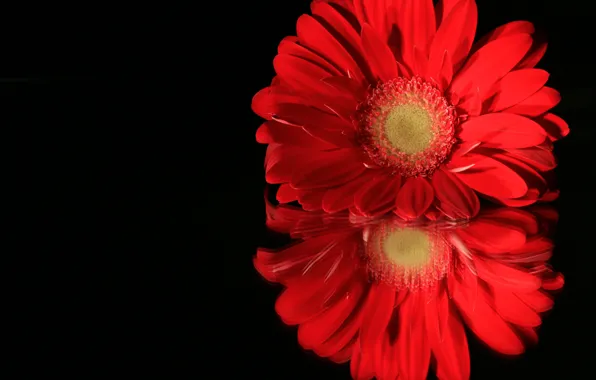 Macro, reflection, petals, gerbera