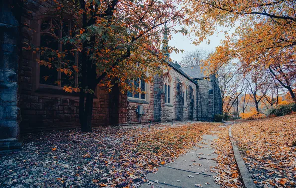 Road, autumn, trees, branches, the city, street, foliage, Windows