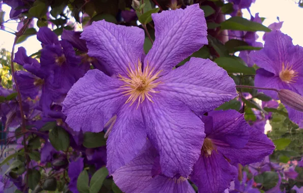Flowers, the evening, June