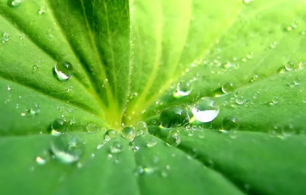 Picture greens, sheet, Drops