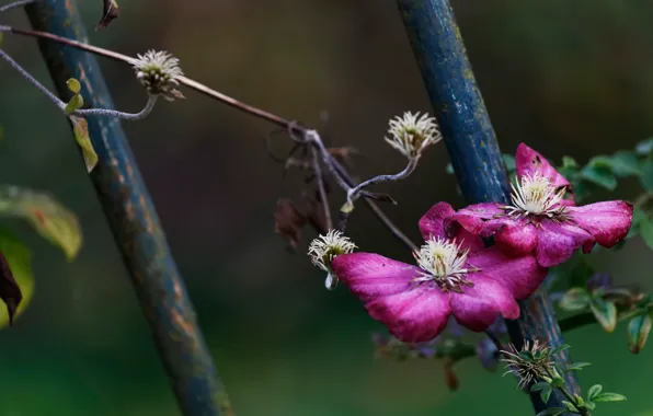 Leaves, flowers, the dark background, the fence, pink, rods, Duo, clematis