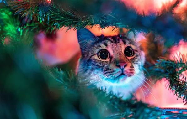 Cat, cat, look, face, light, branches, tree, new year