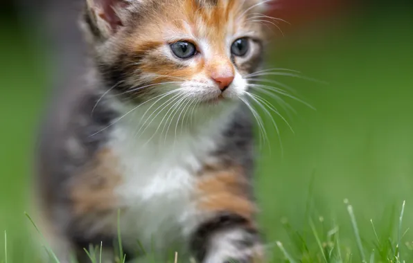 Cat, grass, look, kitty, portrait, kitty, face, spotted