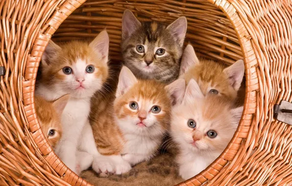 Basket, kittens, cute