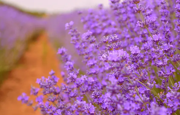 Lavender, Lavender, Purple flowers