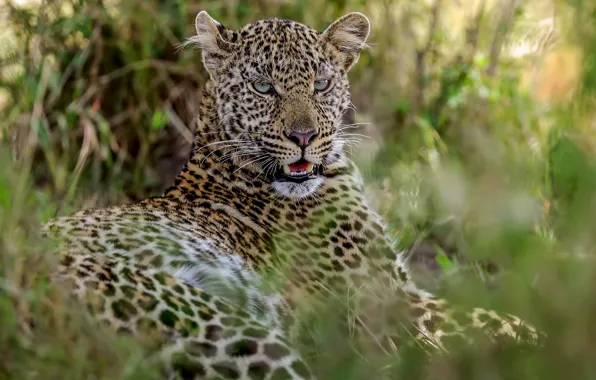 Picture leopard, fangs, Africa