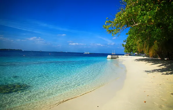 Picture sea, beach, water, nature, palm trees, beauty