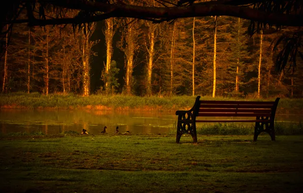 Forest, trees, pond, Park, duck, bench