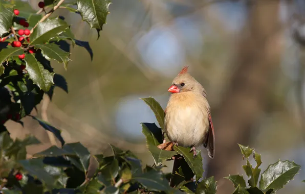 Leaves, berries, background, bird, fruit, cardinal