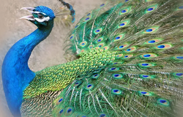 Picture bird, feathers, beak, tail, peacock