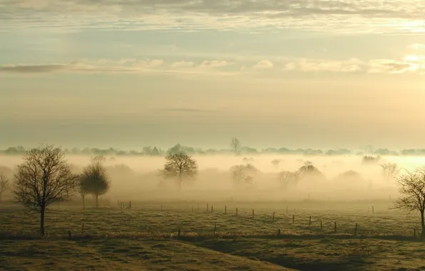 Picture fog, morning, trees, field