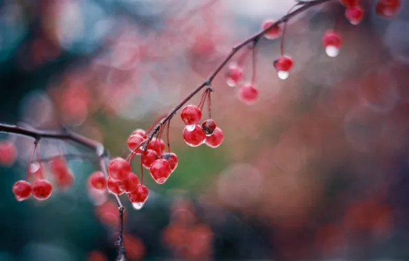 Drops, glare, berries, wet, branch