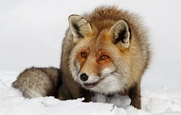 Winter, look, face, snow, close-up, nature, pose, portrait