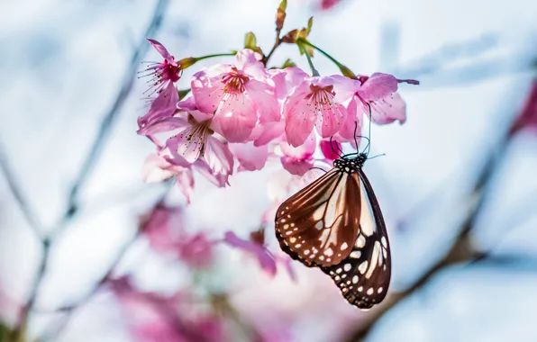 spring butterfly