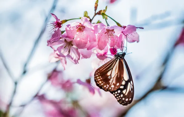Picture macro, flowers, cherry, sprig, tree, focus, spring, Butterfly
