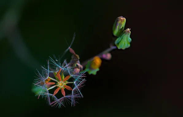 Picture flower, nature, plant, exotic