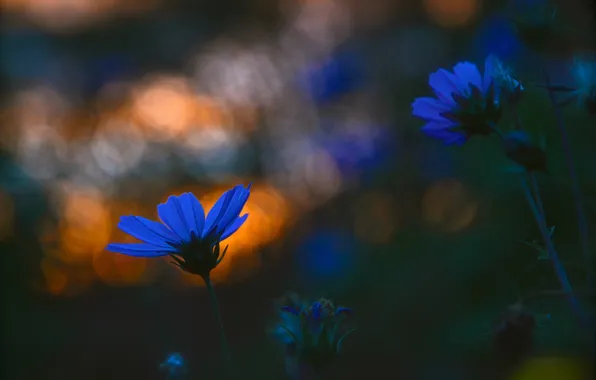 Flowers, plant, the evening, meadow, Blik