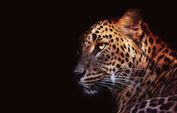 Picture eyes, mustache, look, face, light, close-up, portrait, leopard