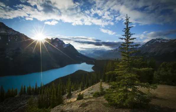 Forest, mountains, lake, shore, spruce, Canada, Albert
