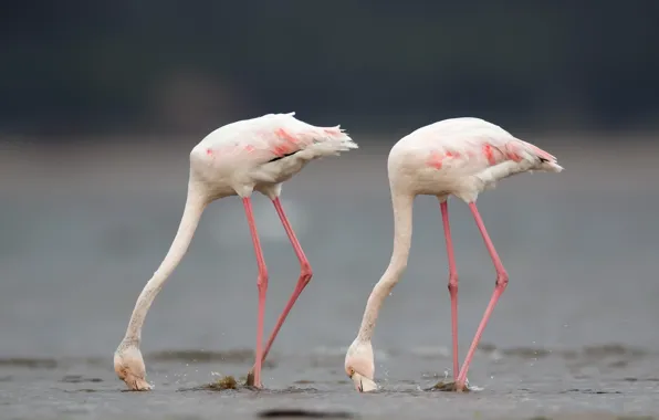 Picture birds, nature, Greater flamingo