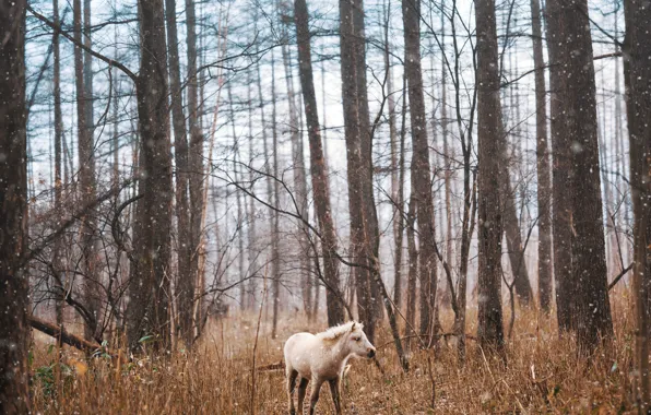 Forest, horse, horse