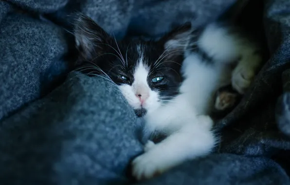 Picture cat, look, the dark background, pose, lies, muzzle, blanket, plaid