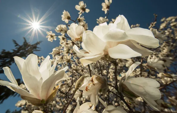 Picture flowers, branches, background, beauty, spring, white, buds, flowering