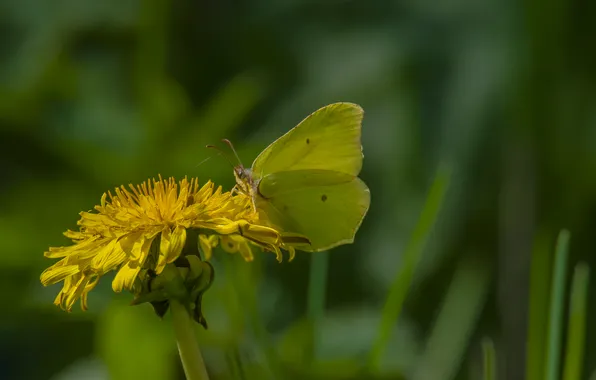 Macro, nature, butterfly, the limonite