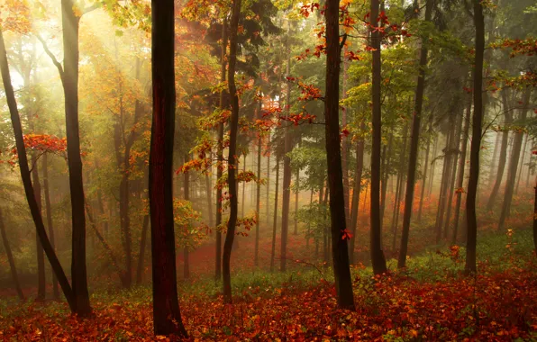 Autumn, forest, leaves, rays, trees, landscape, nature, beautiful