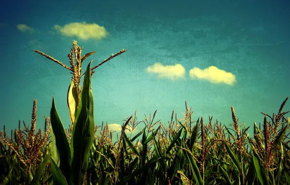 Picture field, the sky, cereals