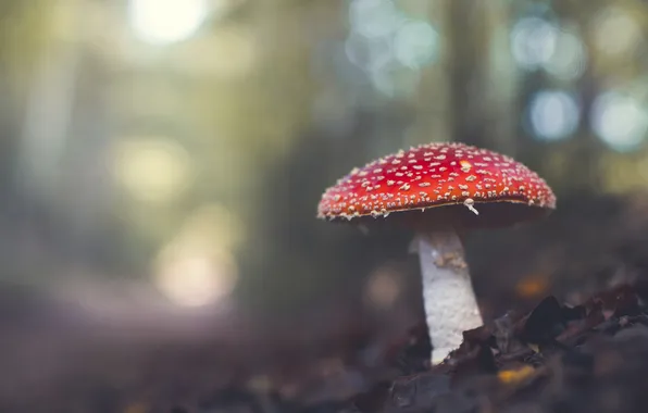 Forest, nature, glade, mushroom, mushroom, bokeh