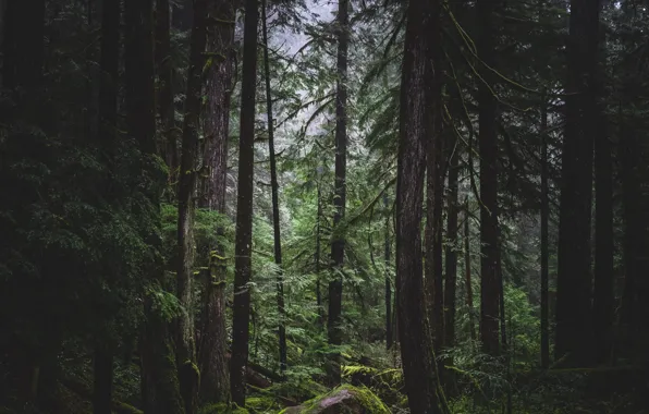 Picture forest, trees, nature, stone, moss, Oregon, ferns, USA