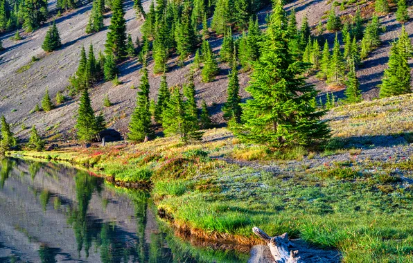 Sand, water, lake, river, shore, ate, slope, tree